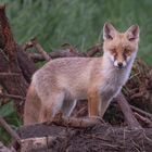 Vulpes vulpes - junger Rotfuchs 