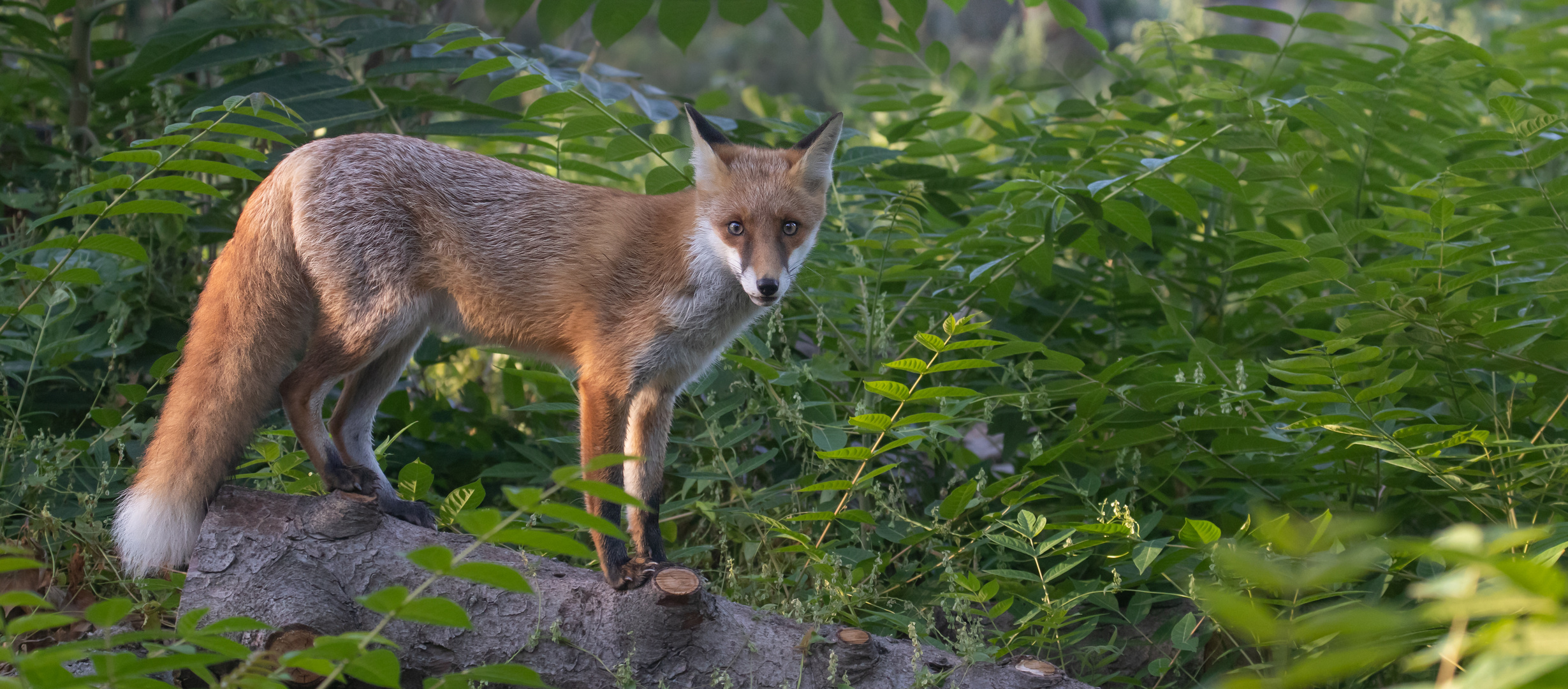 Vulpes vulpes - junger Rotfuchs  am frühen Morgen 