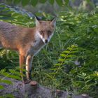 Vulpes vulpes - junger Rotfuchs  am frühen Morgen 