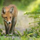 Vulpes vulpes - junger Rotfuchs  auf der Suche nach der Maus 