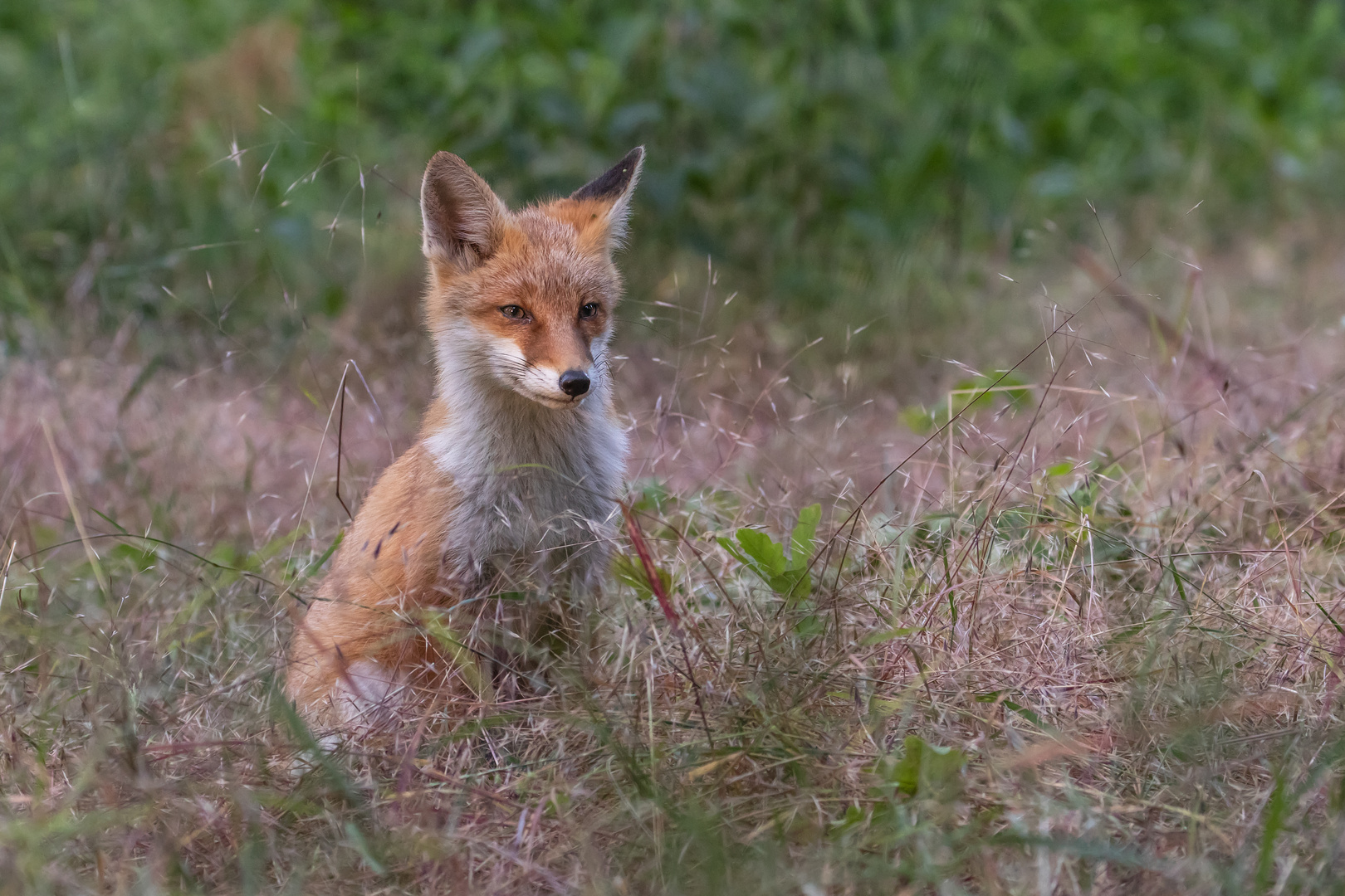 Vulpes vulpes -  junger Rotfuchs