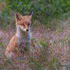 Vulpes vulpes -  junger Rotfuchs