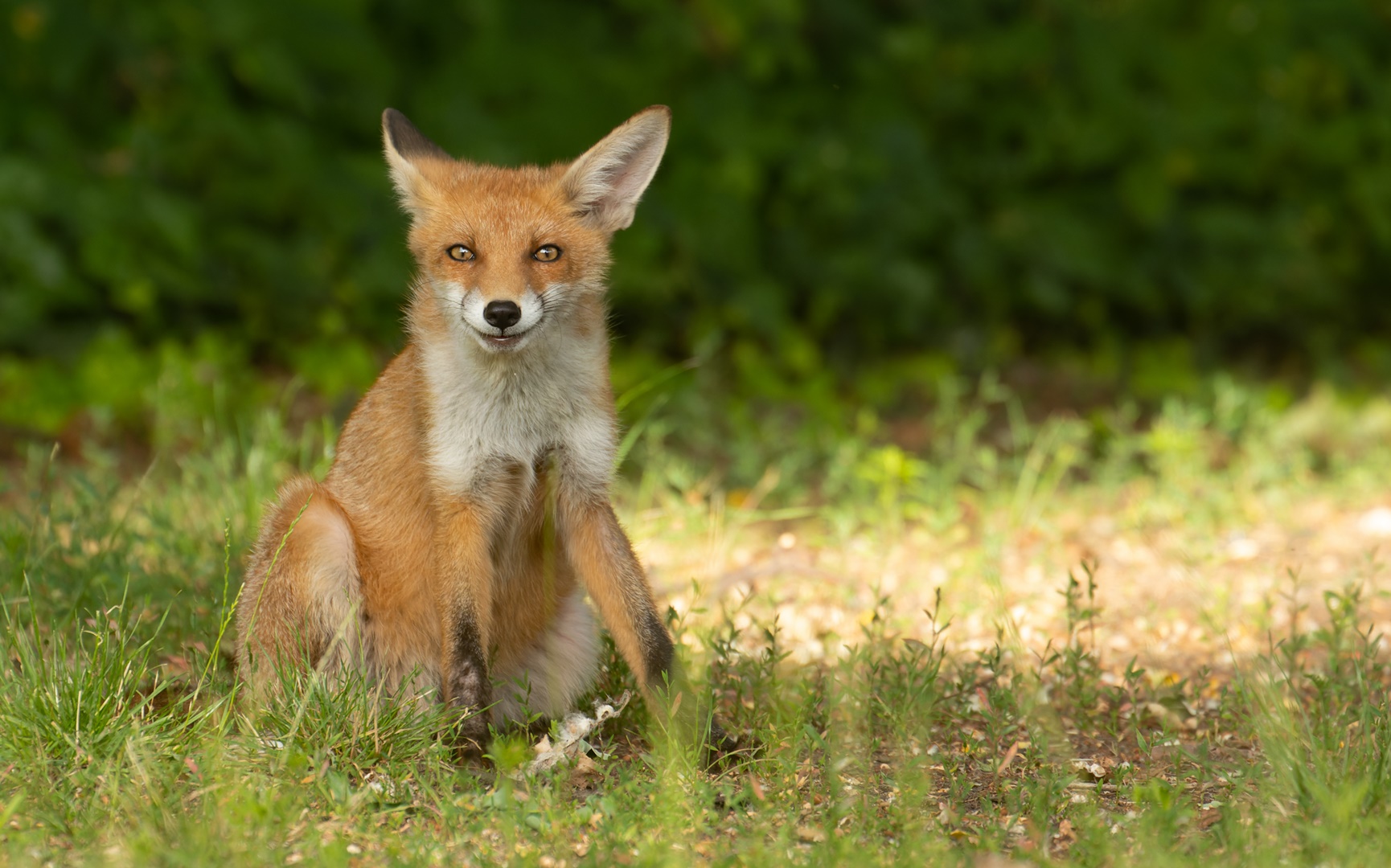 Vulpes vulpes - junger Rotfuchs - ein Lächeln ist ansteckend 