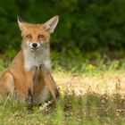 Vulpes vulpes - junger Rotfuchs - ein Lächeln ist ansteckend 