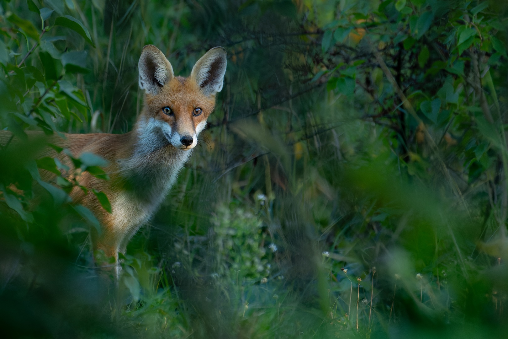 Vulpes vulpes - junger Rotfuchs im dichten Gestrüpp versteckt