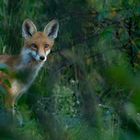 Vulpes vulpes - junger Rotfuchs im dichten Gestrüpp versteckt