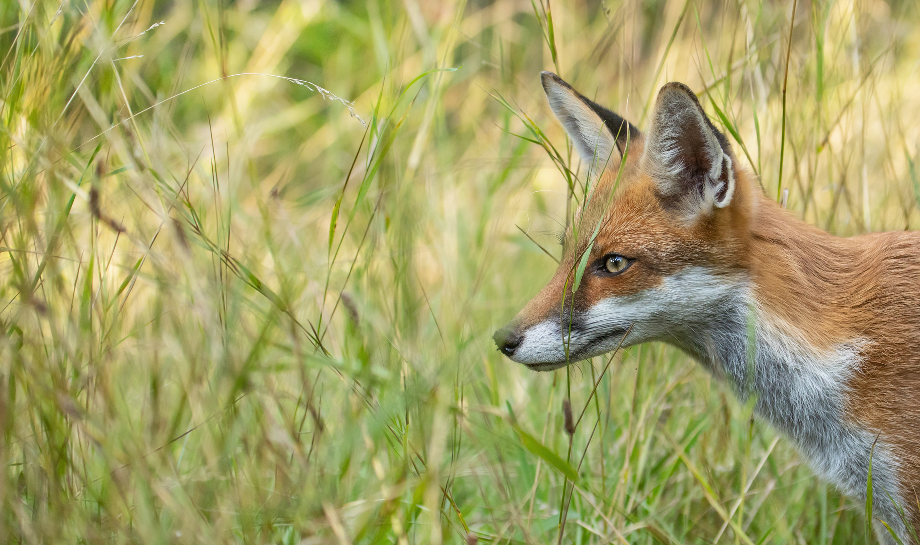 Vulpes vulpes -  junger Rotfuchs  im Sommer