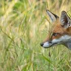 Vulpes vulpes -  junger Rotfuchs  im Sommer