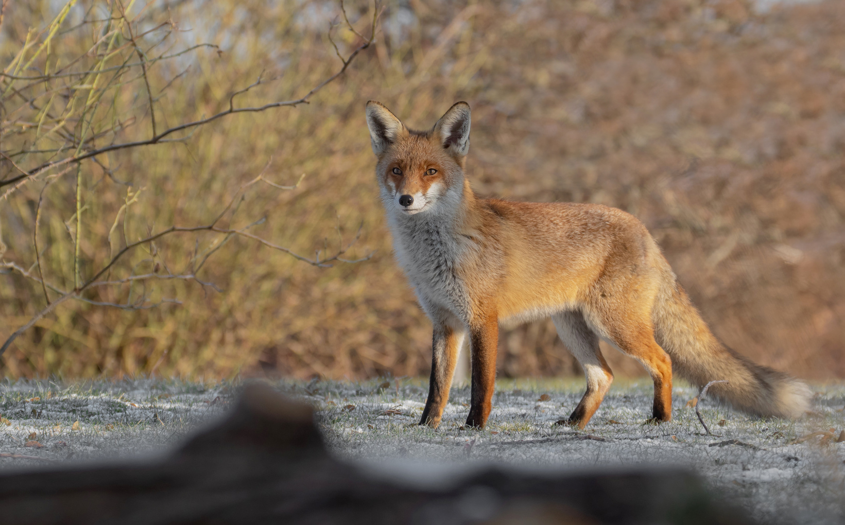 Vulpes vulpes - junger Rotfuchs im Winter 