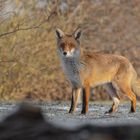 Vulpes vulpes - junger Rotfuchs im Winter 