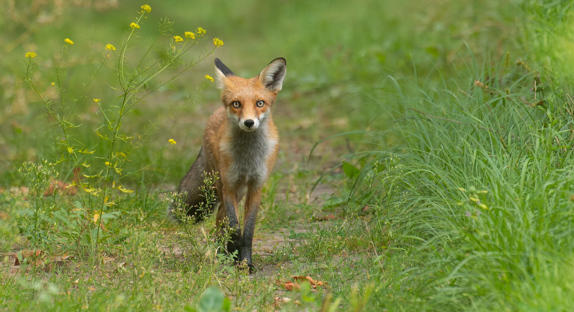 Vulpes vulpes - junger Rotfuchs  kurz vor m Regen 