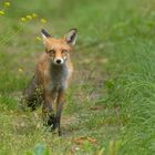 Vulpes vulpes - junger Rotfuchs  kurz vor m Regen 