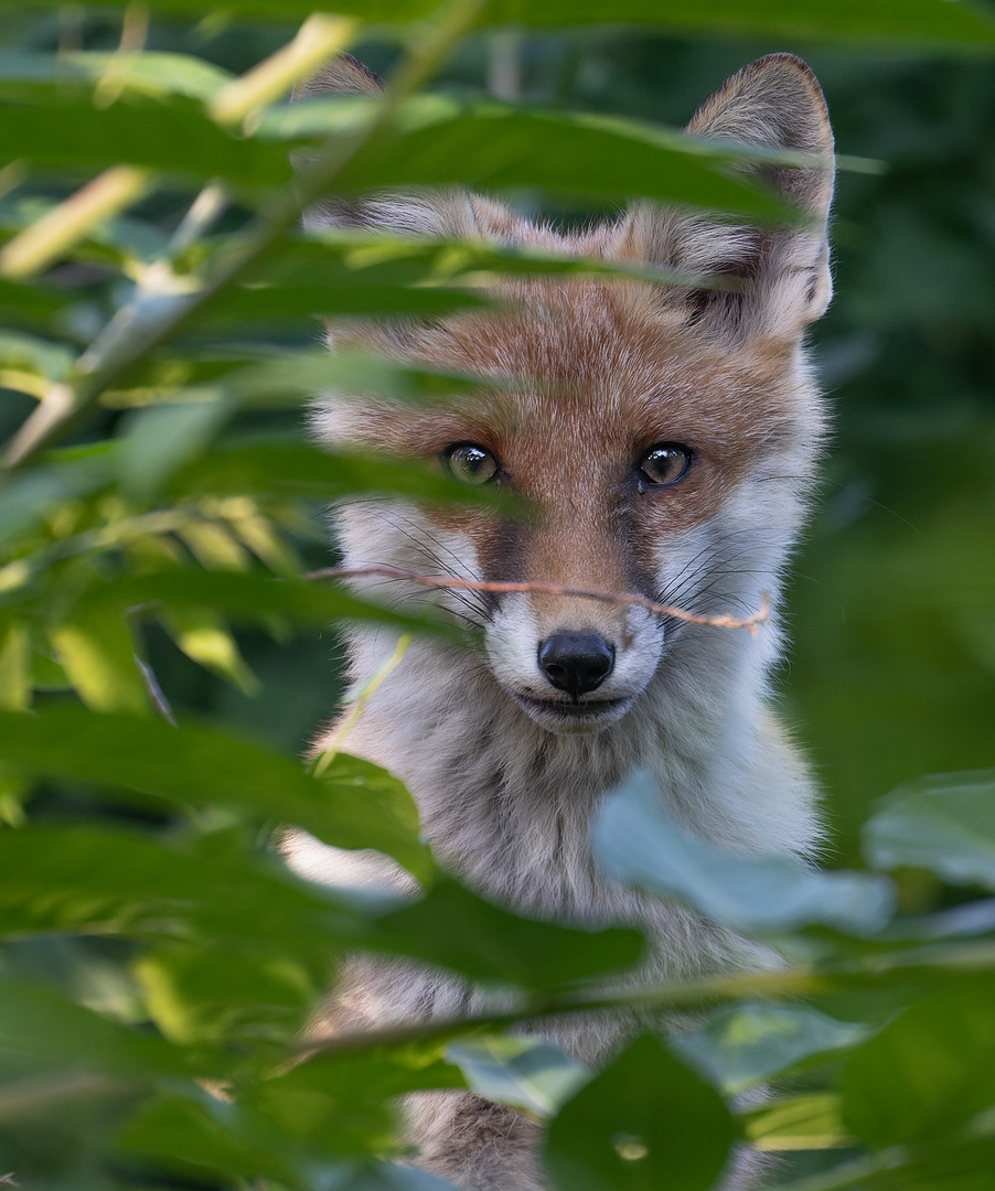 Vulpes vulpes - junger Rotfuchs mit Durchblick