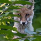 Vulpes vulpes - junger Rotfuchs mit Durchblick