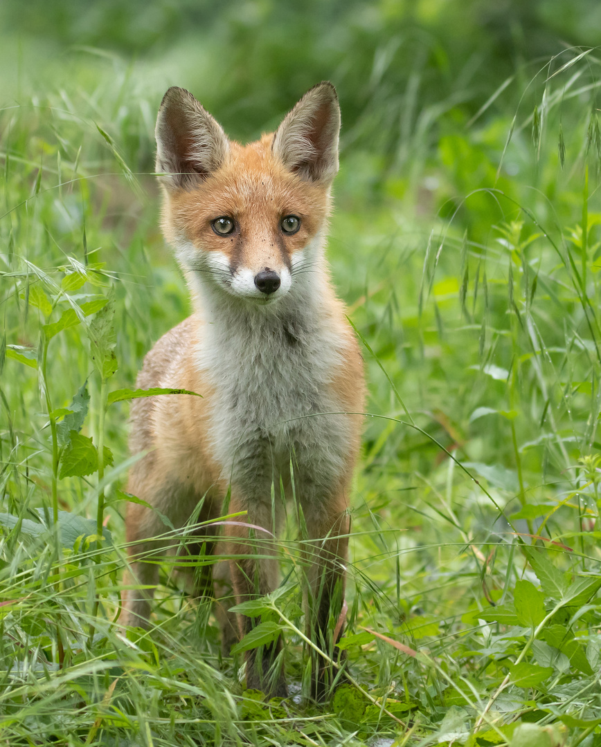 Vulpes vulpes - junger Rotfuchs nach dem Regen 