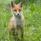 Vulpes vulpes - junger Rotfuchs nach dem Regen 