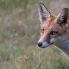 Vulpes vulpes - junger Rotfuchs - Porträt