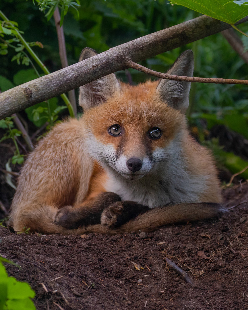 Vulpes vulpes - junger Rotfuchs - Rotfuchswelpe 