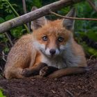 Vulpes vulpes - junger Rotfuchs - Rotfuchswelpe 