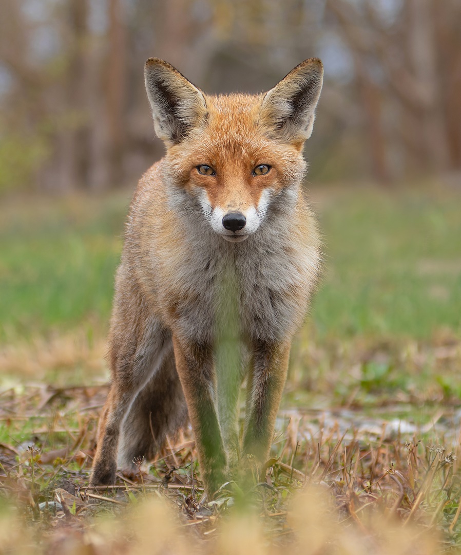 Vulpes vulpes  - junger Rotfuchs - sein erster Winter 