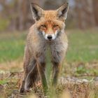 Vulpes vulpes  - junger Rotfuchs - sein erster Winter 