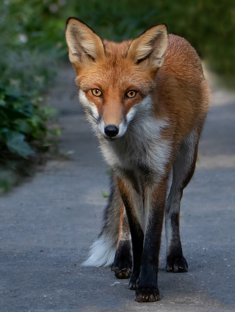 Vulpes vulpes - junger Rotfuchs sucht ein eigenes Revier 