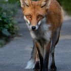 Vulpes vulpes - junger Rotfuchs sucht ein eigenes Revier 