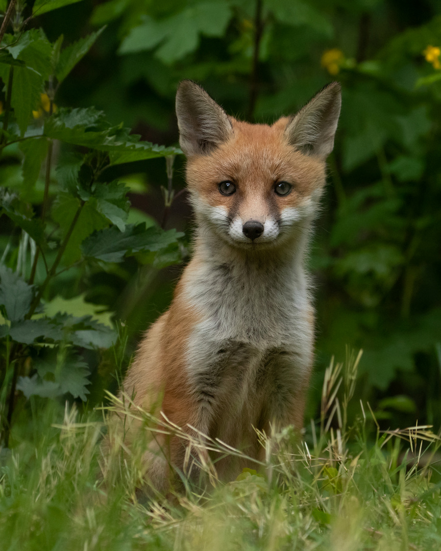 Vulpes vulpes - junger Rotfuchs  wartet 