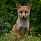 Vulpes vulpes - junger Rotfuchs  wartet 