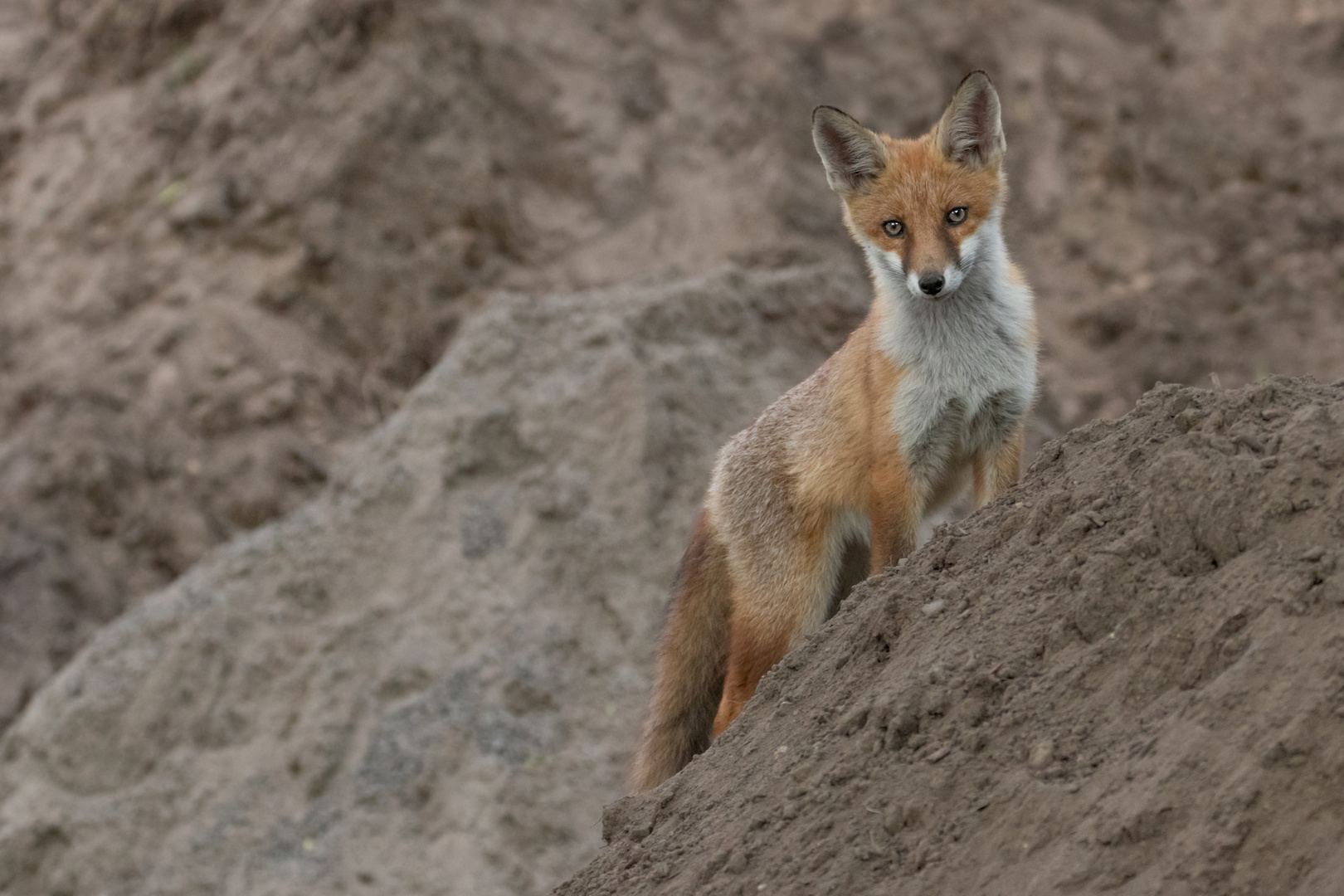 Vulpes vulpes - Jungfuchs   