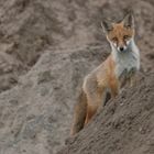 Vulpes vulpes - Jungfuchs   