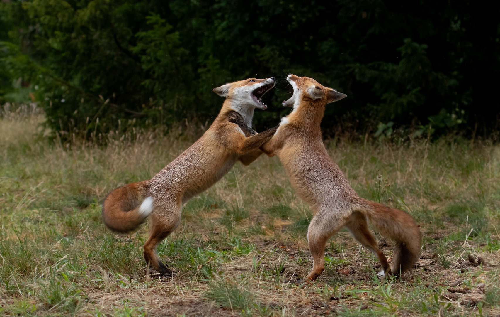 Vulpes vulpes -  Jungfüchse