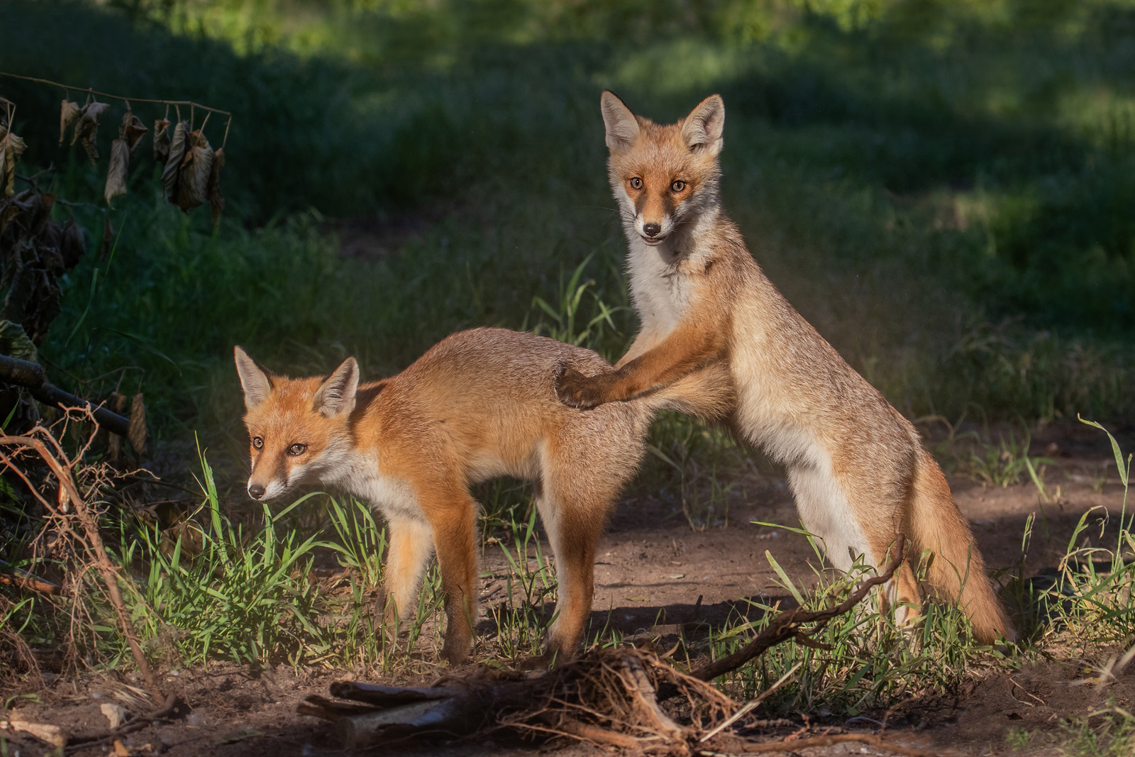 Vulpes vulpes  - Jungfüchse beim Spielen 