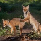 Vulpes vulpes  - Jungfüchse beim Spielen 