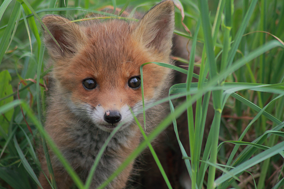 Vulpes vulpes Junior