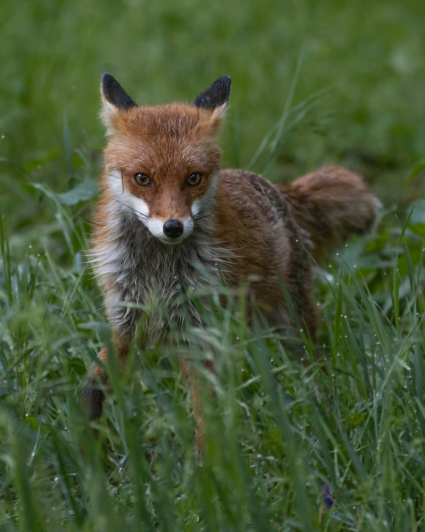 Vulpes vulpes - nasser  Rotfuchs  