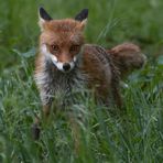 Vulpes vulpes - nasser  Rotfuchs  