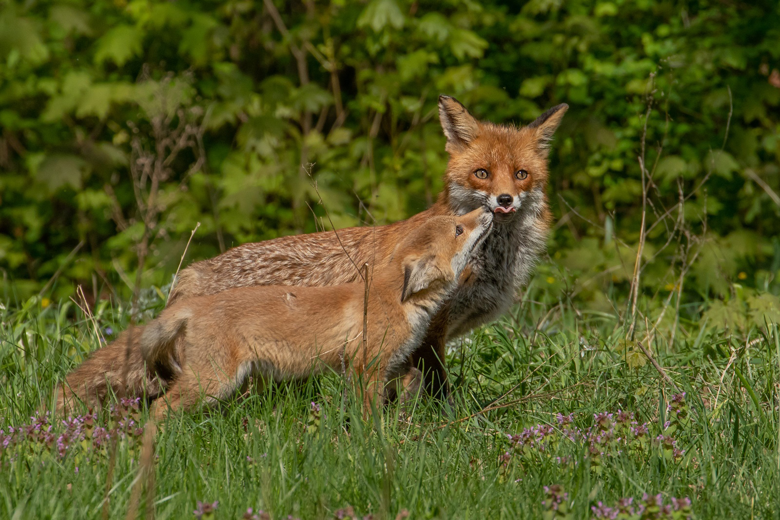 Vulpes vulpes  -  Rotfuchs