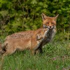 Vulpes vulpes  -  Rotfuchs