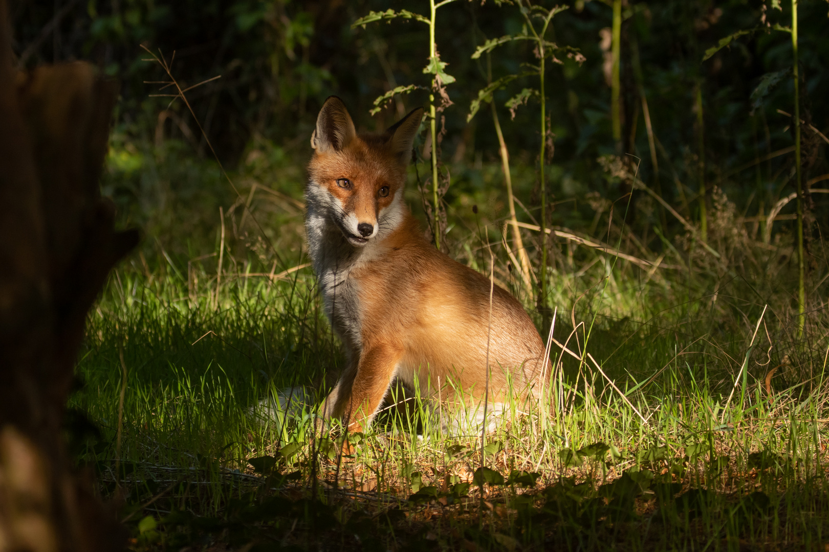 Vulpes vulpes - Rotfuchs 