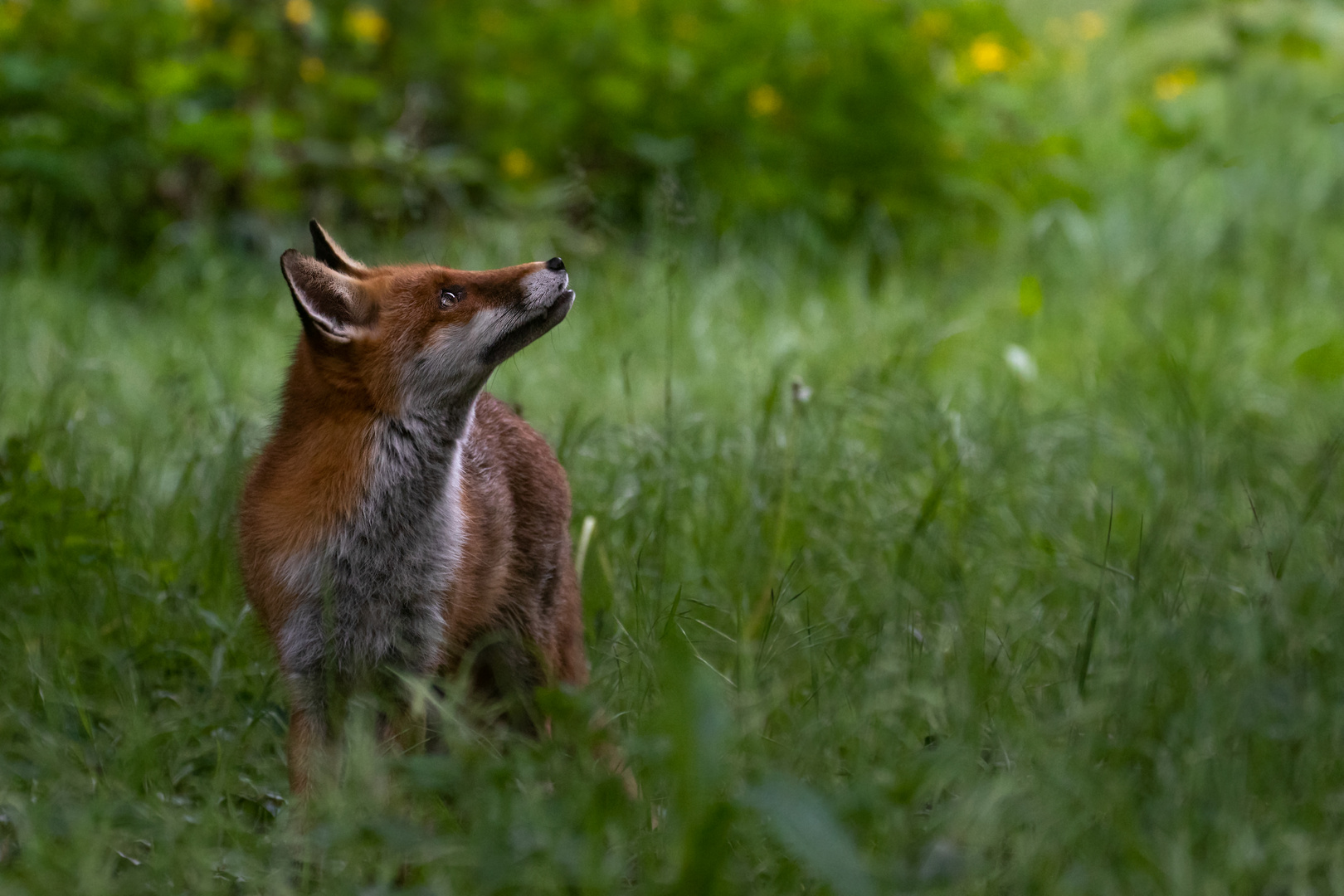 Vulpes vulpes - Rotfuchs 