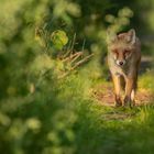 Vulpes vulpes - Rotfuchs 