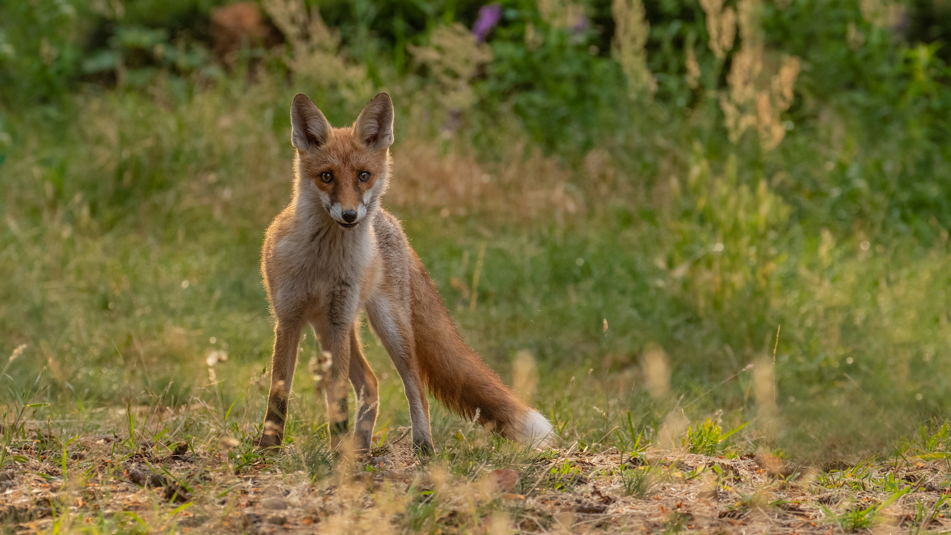 Vulpes vulpes - Rotfuchs 