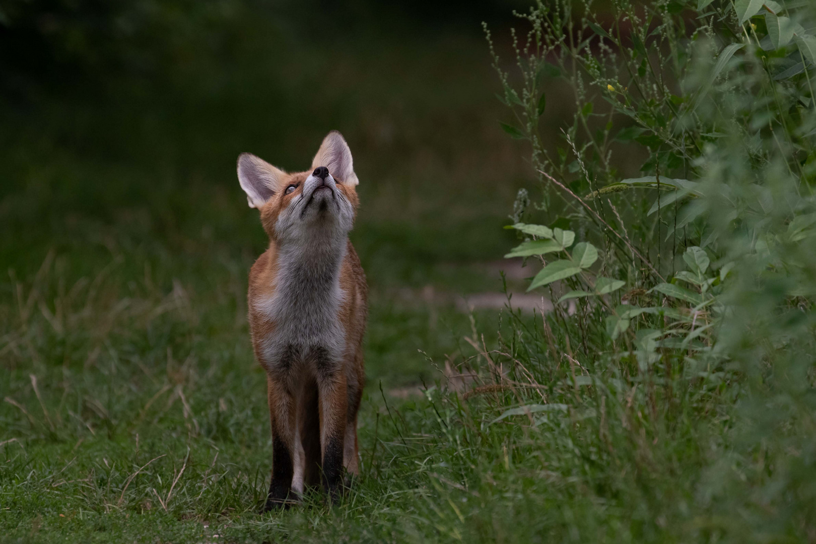 Vulpes vulpes - Rotfuchs 