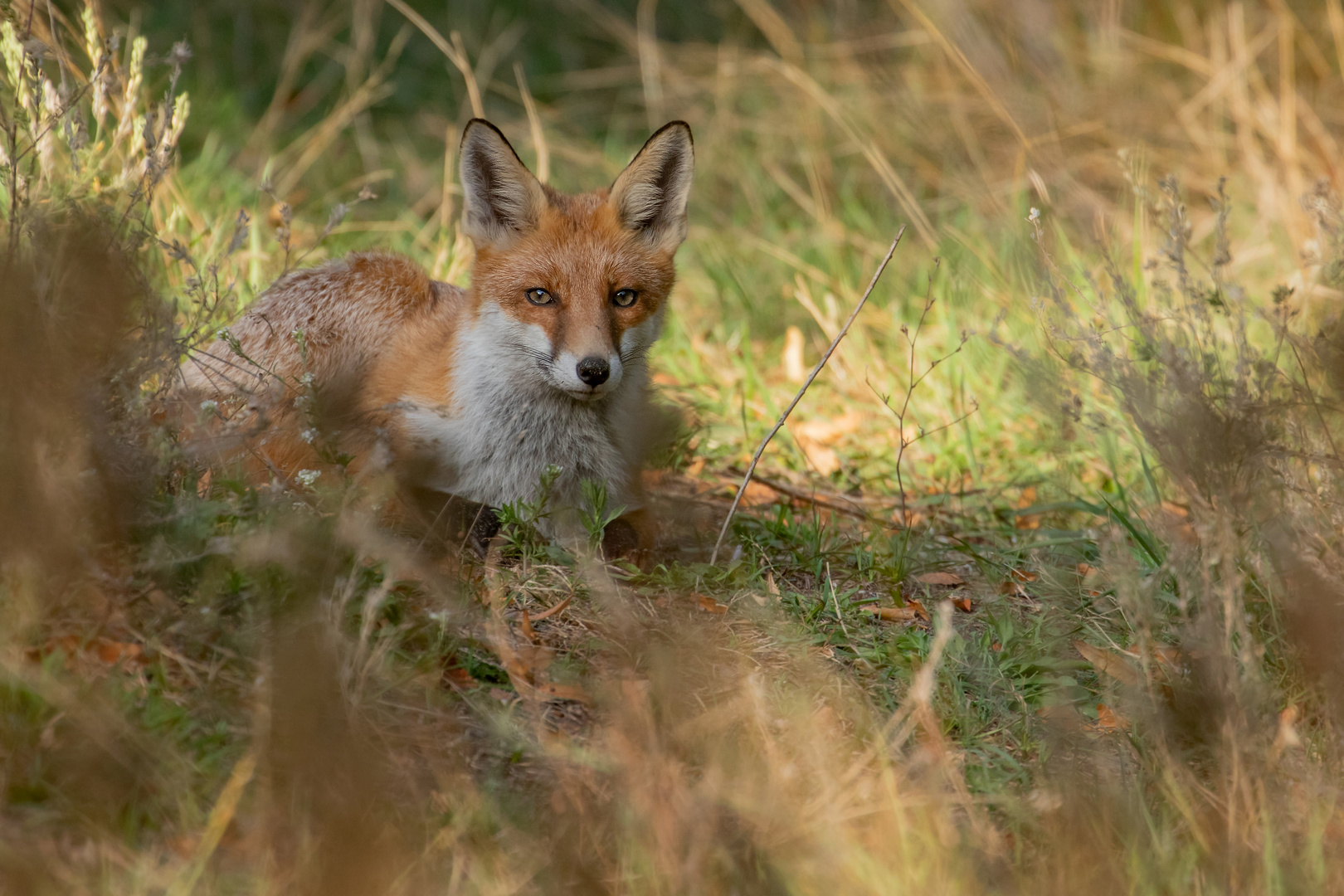 Vulpes vulpes  - Rotfuchs 