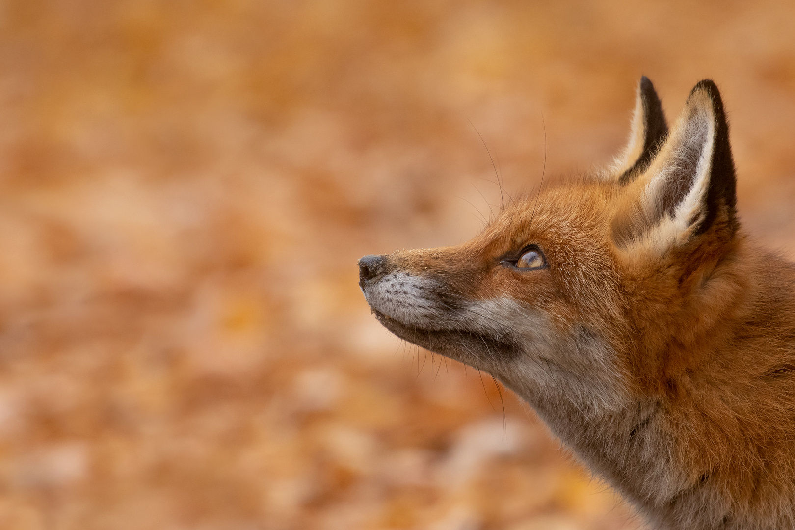 Vulpes vulpes - Rotfuchs  auf   der Jagd 