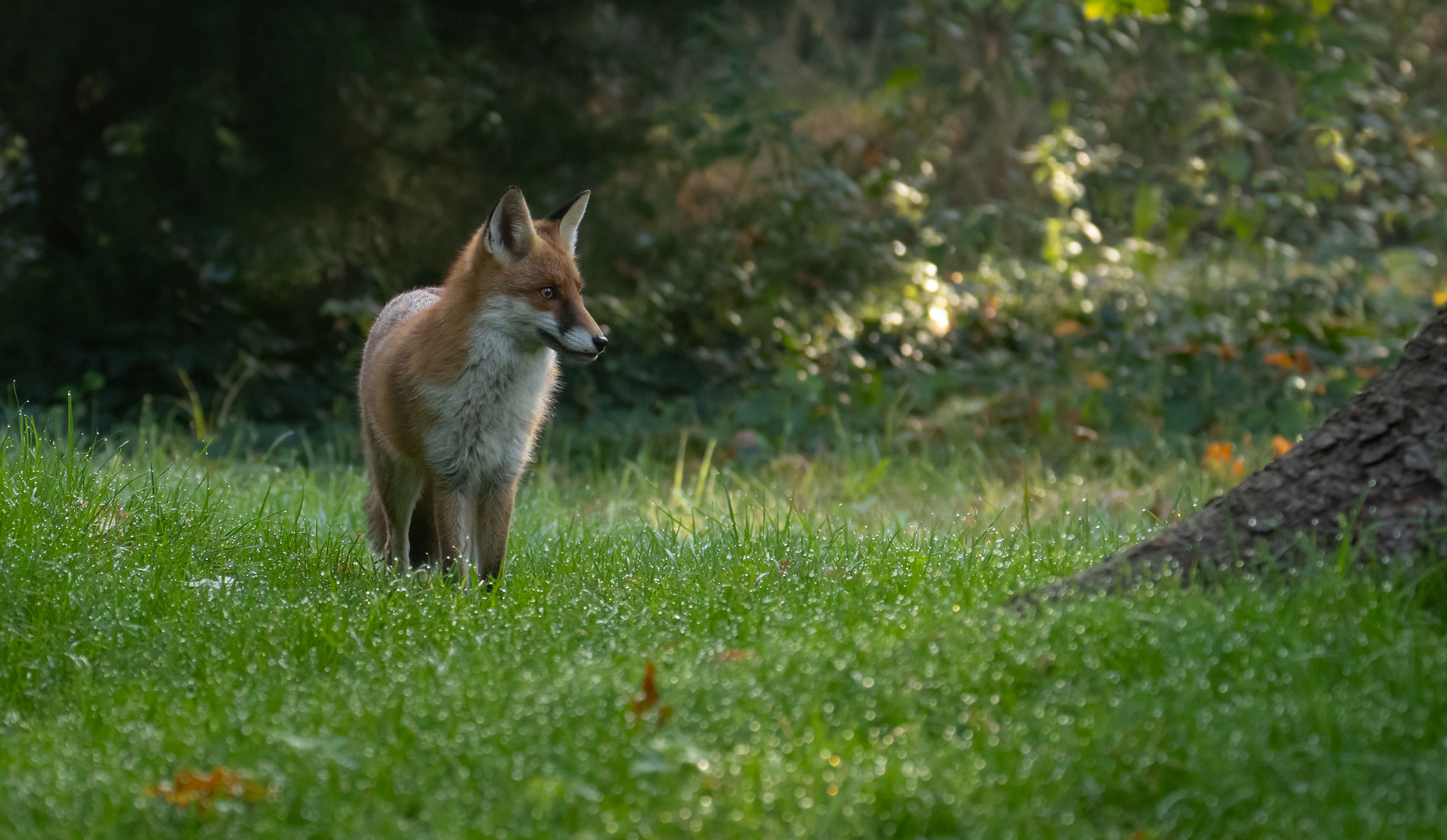 Vulpes vulpes, Rotfuchs  auf nasser Wiese