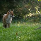 Vulpes vulpes, Rotfuchs  auf nasser Wiese