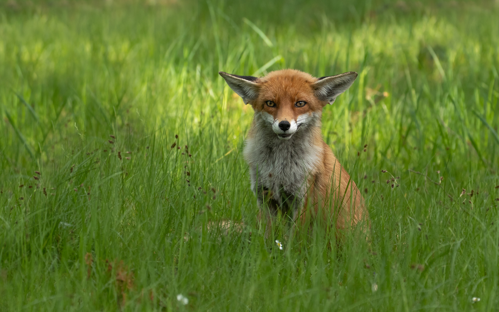 Vulpes vulpes  - Rotfuchs  begrüßt einen Artgenossen 