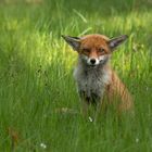 Vulpes vulpes  - Rotfuchs  begrüßt einen Artgenossen 